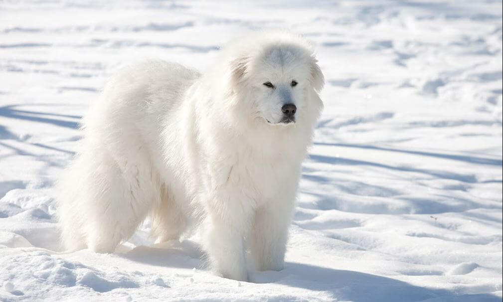  Great Pyrenees